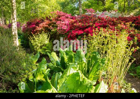 Blühende Azaleen und Rhododendrons in Isabella Plantation, Richmond Park, London, Großbritannien Stockfoto