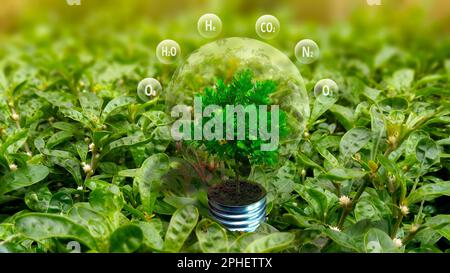 Umweltfreundliches Energiekonzept. Glühbirne mit grüner Pflanze, die innen auf grünem Gras wächst. Stockfoto