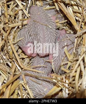 Igel, nördlicher weißbrüsiger Igel, jung im Nest. Neugeborener Hoglet. Stockfoto