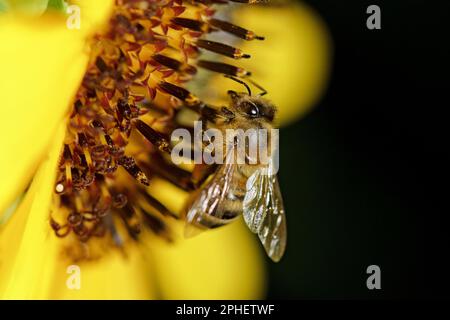 Honigbiene sammelt Pollen von Sonnenblumen, Nahaufnahme. Stockfoto