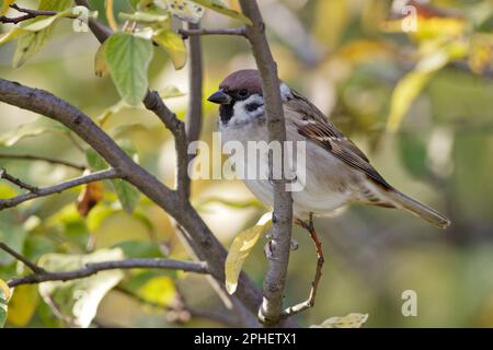 Der eurasische Baumspatz (Passer montanus) im Herbst. Stockfoto