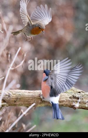 Action-Aufnahme. Europäischer Robin (Erithacus rubecula) fliegt hinunter zu einem männlichen Eurasischen Bullfink (Pyrrhula pyrrhula) - Yorkshire, Vereinigtes Königreich (Februar 2023) Stockfoto