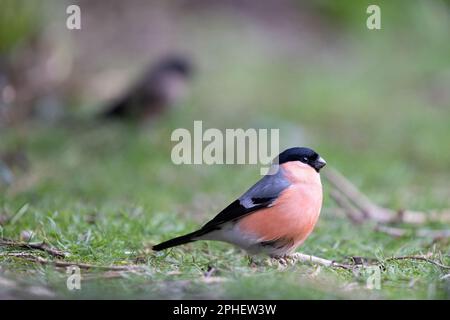 Männlicher Eurasischer Bullfinch (Pyrrhula pyrrhula) am Boden mit einem weiblichen Bullfink im Hintergrund – Yorkshire, Vereinigtes Königreich (März 2023) Stockfoto