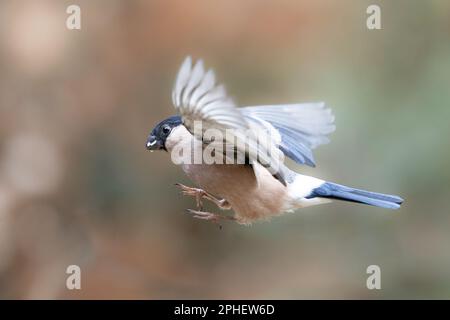 Weiblicher Eurasian Bullfinch (Pyrrhula pyrrhula), der an Land einfliegt – Yorkshire, Großbritannien (Februar 2023) Stockfoto