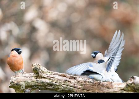 Männlicher Eurasischer Bullfink (Pyrrhula pyrrhula) lehnt sich ab, während zwei weibliche Bullfinken (Pyrrhula pyrrhula) streiten und kämpfen – Yorkshire, Großbritannien (Februar 2023) Stockfoto