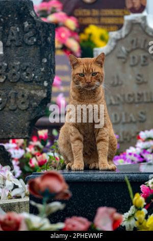 Straßenkatze auf einem Friedhof auf den Azoren, Portugal Stockfoto