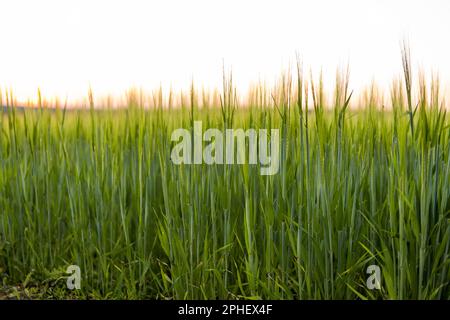 Grünes Gerstenfeld im Frühjahr. Erstaunliche ländliche Landschaft. Sonne über Feldern von reifender Gerste. Stockfoto