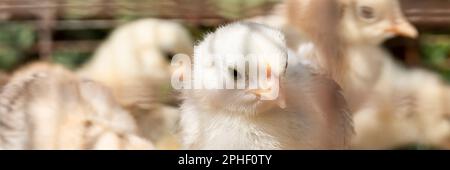 Kleine Küken, die frei im Betrieb sind, Hausvögel Stockfoto