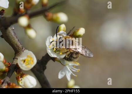 Nahaufnahme einer pelzigen männlichen frühen Cellophan-Einzelbiene, Colletes cunicularius, der Nektar aus einem blühenden Blackthorn trinkt, Prunus spinosa Stockfoto