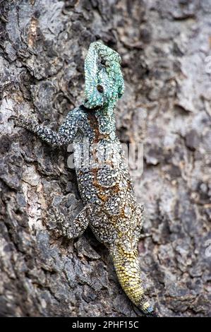 Baum Agama (Acanthocercus atricollis) Marakele-Nationalpark, Südafrika Stockfoto