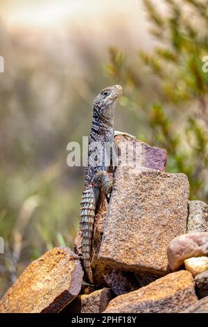 Oplurus cyclurus, auch bekannt als Madagaskar Swift und Merrems Madagaskar Swift, ist eine Eidechsenart in der Familie Opluridae. Isalo Nat Stockfoto