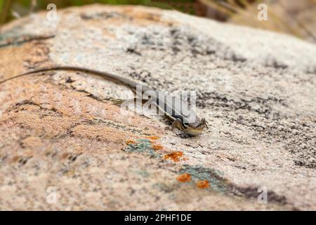 Trachylepis gravenhorstii, auch bekannt als Gravenhorst's mabuya, endemische Skink-Art, eine Eidechse in der Familie Scincidae. Andringitra-Nation Stockfoto