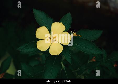 Eine Nahaufnahme der wunderschönen Gelben Alder (Turnera Ulmifolia) auf verschwommenem Hintergrund Stockfoto