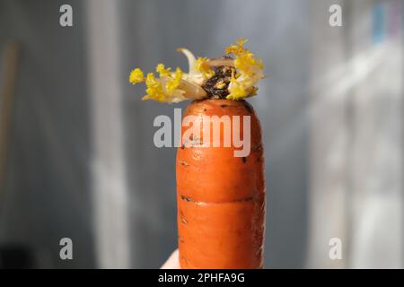 Die gelbe Farbe wird durch fehlende Photosynthese und Stoffwechselstörungen verursacht, da das Gemüse in einer geschlossenen Box gelagert wurde. Stockfoto