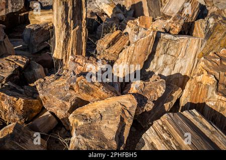 Versteinerte Baumstücke an einer Stelle. Damaraland, Namibia, Afrika Stockfoto