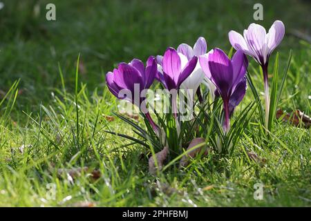 Nahaufnahme mehrerer sonnenbeleuchteter Frühlingskrokusse in einem Rasen, Seitenansicht Stockfoto