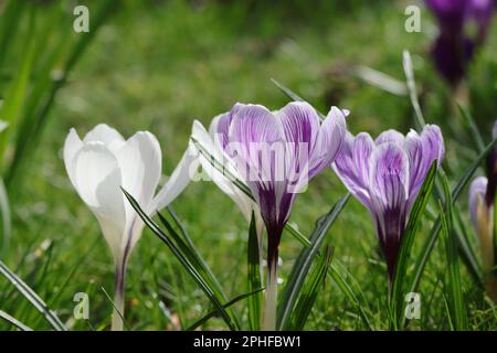 Nahaufnahme hübscher Krokusse mit offenen Kelchen, Seitenansicht Stockfoto