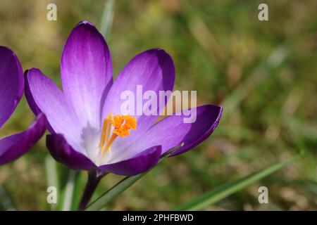 Nahaufnahme eines vollblühten Crocus tommasiniasus, verschwommener natürlicher Hintergrund Stockfoto