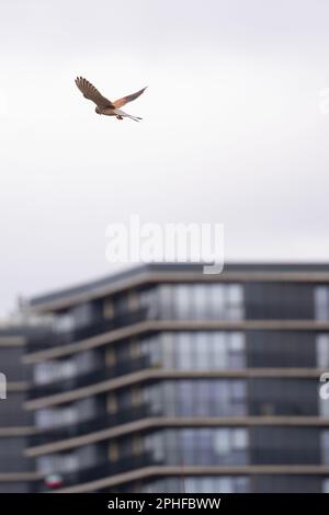 Manchester, Großbritannien. 26. März 2023. Kestrel Pomona Island, Trafford, Greater Manchester im hinteren Manchester Apartmentgebäude. Einst ein belebtes Hafengebiet und heute ein ruhiges urbanes Ödland. Es ist die Heimat vielfältiger Vögel, einschließlich Kestrels und Wasservögel, und vielfältiger Pflanzen. Pomona grenzt an Salford, Old Trafford und Manchester City Centre. Eine alternative Landschaft und ehemaliger Standort der Pomona-Gärten der Standort soll von der Peel Group Firma Peel L&P entwickelt werden Bild: Garyroberts/weltweites Erscheinungsbild. Kredit: GaryRobertsphotography/Alamy Live News Stockfoto