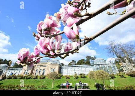 28. März 2023, Baden-Württemberg, Stuttgart: In Wilhelma in Stuttgart blühen Magnolien im Magnolienhain bei Frühjahrswetter. Foto: Bernd Weißbrod/dpa Stockfoto