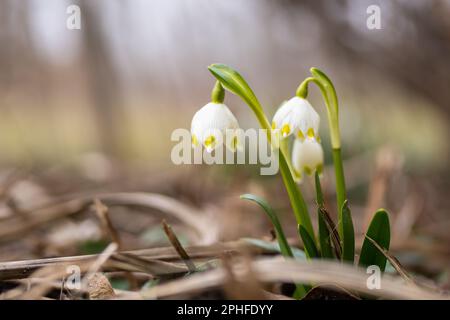 Leucojum vernum - Schneeflockenblumen im Frühling im Park. Stockfoto