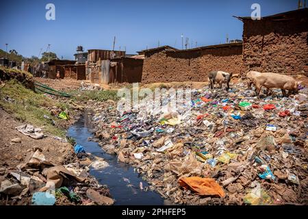 Tiere entlang des verschmutzten Flusses, der durch Kibera Slum, Nairobi, Kenia fließt. Kibera ist der größte Slum Afrikas und einer der größten der Welt. Dort leben schätzungsweise 1 Millionen Menschen, die in extremer Armut leben. Eine große Mehrheit der Menschen hat keinen Zugang zu Grundversorgung und medizinischer Versorgung: Nur etwa 20 % der Kibera verfügen über Elektrizität, und das Wasser, das seine Hütten erreicht, ist nicht sauber und verursacht Typhus und Cholera. In den meisten Kibera gibt es keine Toiletten. Die Arbeitslosenquoten sind hoch, und die meisten Menschen können sich keine Bildung für ihre Kinder leisten. ( Stockfoto