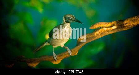 Philemon buceroides sitzt auf einem Ast auf grünem Bokeh-Hintergrund, das beste Foto. Stockfoto