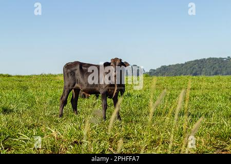 Anicuns, Goias, Brasilien – 26. März 2023: Ein schwarzer Ochse in einer eingezäunten Weide mit viel frischem grünen Gras. Stockfoto