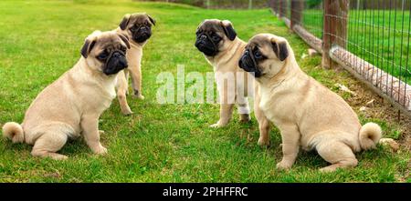 Vier süße kleine Mopps pug Hunde Welpen sitzen im Garten. Stockfoto