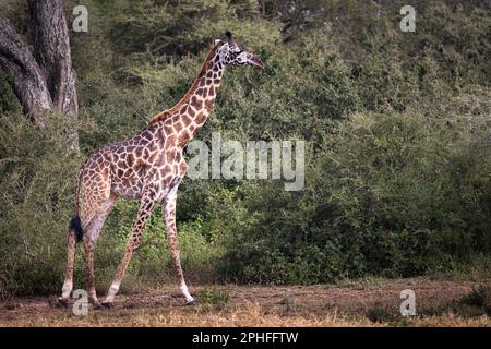 Wilde majestätische hohe Maasai Giraffe im Buschland des Serengeti-Nationalparks, Tansania, Afrika Stockfoto