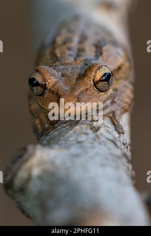 Eine Nahaufnahme einer gewöhnlichen Kröte auf einem Holzstamm. Bufo bufo. Stockfoto