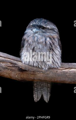 Tawny Frogmouth Eule, podargus strigoides, auf einem Baum gelegen und isoliert auf schwarzem Hintergrund. Stockfoto