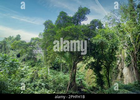 Aufgenommen in der Mitte eines dichten, üppig grünen Regenwalds auf Bohol auf den Philippinen, mit einem riesigen Baum im Fokus. Stockfoto