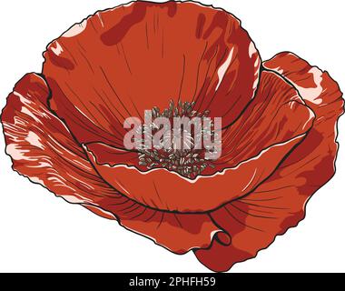 Wunderschöne Mohnblume mit Samen. Handgezeichnete Vektordarstellung. Stock Vektor