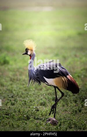 Wilder, schöner majestätischer Graukranich in der Savanne im Serengeti-Nationalpark, Tansania, Afrika Stockfoto