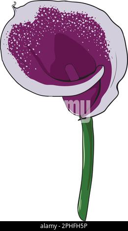Schöne lila Calla. Handgezeichnete Vektordarstellung. Stock Vektor