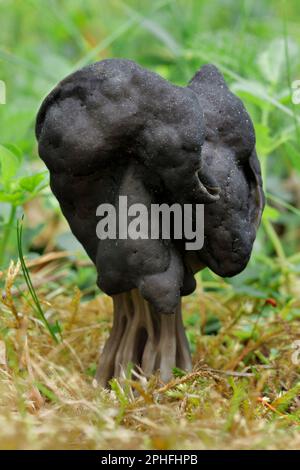 Elphin Saddle fungi (Helvella lacunosa), die unter dem Erlenbaumsapling in Three Hagges Wood Meadow, North Yorkshire, England, im Juni 2021 wachsen Stockfoto