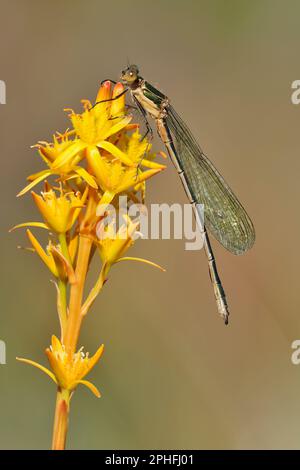 Emerald Damselfly (Lestes sponsa) hoch oben auf dem Blumenturm des Bog Asphodel (Narthecium Ossifragum) im Naturschutzgebiet Glen Affric Nationa, Invern Stockfoto