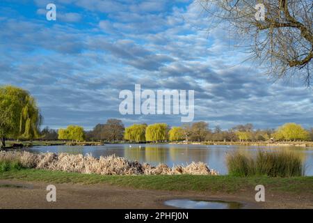 Die Sonne bricht durch nach den Frühlingsschauern im März am frühen Morgen im Buschpark Surrey Stockfoto