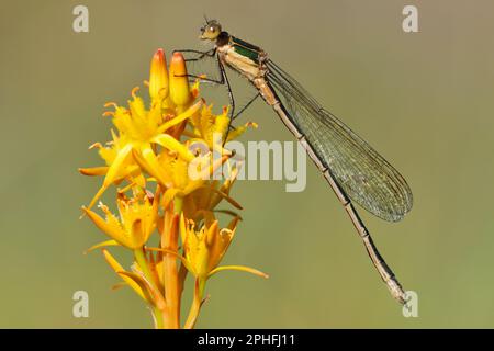 Emerald Damselfly (Lestes sponsa) hoch oben auf dem Blumenturm des Bog Asphodel (Narthecium Ossifragum) im Naturschutzgebiet Glen Affric Nationa, Invern Stockfoto