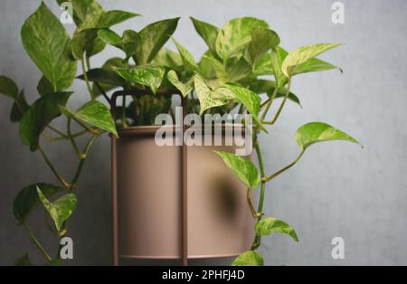 Epipremnum golden, Epipremnum aureum ist eine Milchkletterpflanze der Familie Araceae. Eine Pflanze mit grünen, herzförmigen Blättern, die in einem grauen Topf bei Ho gewachsen sind Stockfoto