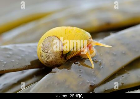 Flat Periwinkle (Littorina obtusata) on Oarweed / Seetang Frond (Laminaria digitata) at Low Tide, Islay, Inner Hebrides, Schottland, Juni 2010 Stockfoto