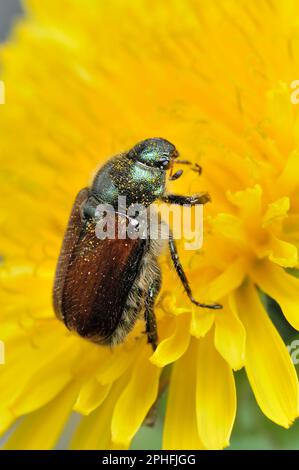 Garden Chafer (Phyllopertha horticola) am Löwenzahn in Three Hagges Wood Meadow, North Yorkshire, England, Juni 2021 Stockfoto