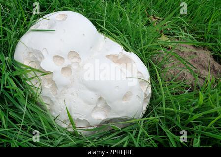 Riesen-Puffball-Pilze (Calvatia gigantea) große Exemplare, die auf altem Grasland am Waldrand wachsen, Roxburghshire, Schottische Grenzen, Schottland, August. Stockfoto