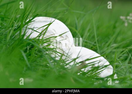 Riesen-Puffball-Pilze (Calvatia gigantea) große Exemplare, die auf altem Grasland am Waldrand wachsen, Roxburghshire, Schottische Grenzen, Schottland, August. Stockfoto