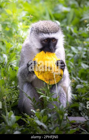 Wilder, süßer Vervet-Affe, der im Ngorongoro-Krater-Nationalpark in Tansania, Afrika, eine Mango im Gras isst Stockfoto