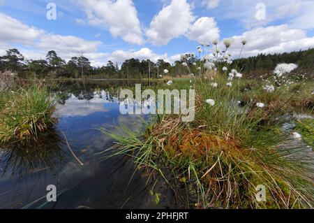 Glen Affric, Coire Loch, Torfmoor-Lochan, erstklassiger Lebensraum für Libellen in einem verborgenen Kiefernwald mit Hasenschwanzgras (Eriophorum vaginatum). Stockfoto