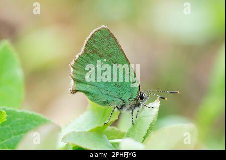 Grüner Hairstreak Butterfly (Callophrys rubi), der auf Heidelbeeren-/blaeberry-Blättern (Vaccinium myrtillus) in einheimischem Kiefernholz, Speyside ruht. Stockfoto