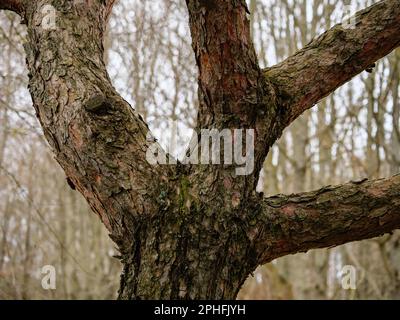 Der Teil des verzweigten, gebogenen Stamms einer Kiefer, die braune Rinde des Baumes Stockfoto