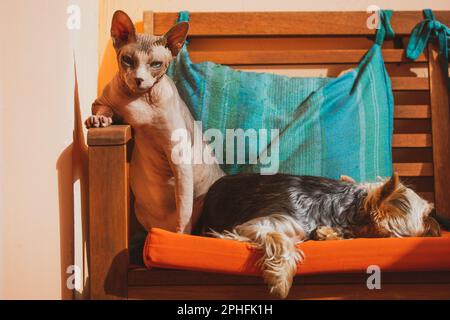 Sphinx-Katze und kleiner Hund liegen nebeneinander auf der Couch. Eine kahlköpfige kanadische Sphynx-Katze, ein Yorkshire Terrier Welpe, der auf einem orangefarbenen Sofa schläft. Werteliste Stockfoto